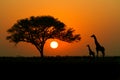 Acacia treeÃ¯Â¼Å sunset and giraffes in silhouette in Africa
